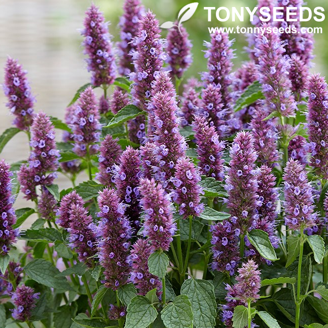 Giant Hyssop Seed Agastache Mexicana Lavender Blue