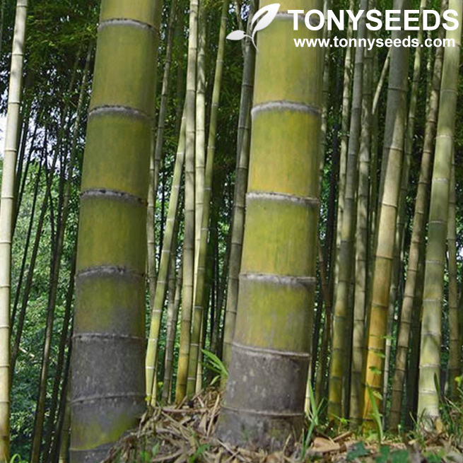 Giant Moso Bamboo Seeds Phyllostachys Pubescens Garden Plants