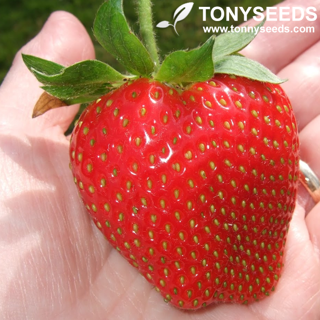 Giant Strawberry Seeds Huge Rare Fragaria Sweet Fruit Potted
