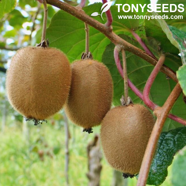 Kiwi Seeds Kiwi Berry Kiwi Fruit Organic Fruit Seeds