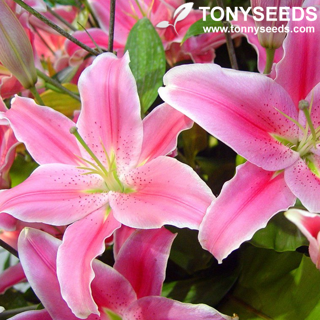 Lily Flower Seeds Bonsai Decoration Perennial Plant For Home