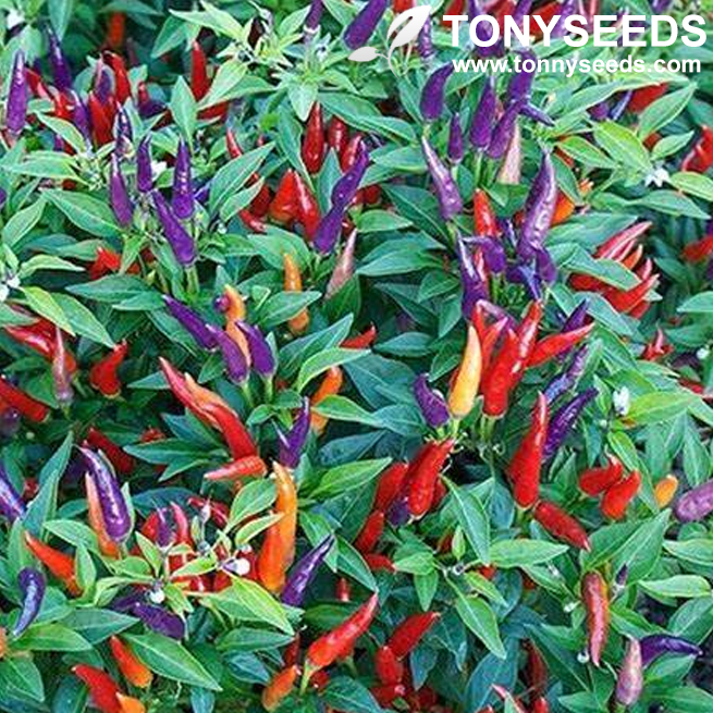Colorful Ornamental Pepper Seeds Capsicum Organic Fruit