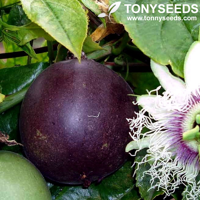 Rare Passiflora Edulis Flower Seeds Fresh Passion Fruit Organic