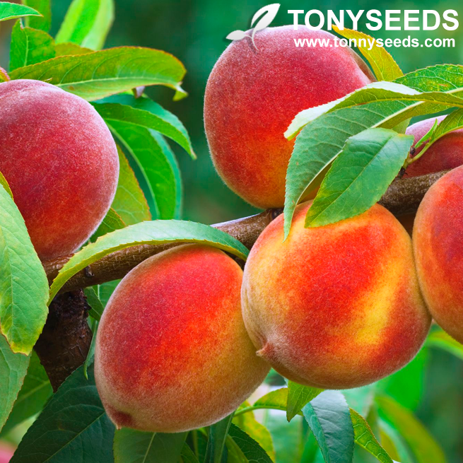Peach Tree Seeds Sweet Peaches Peach Heirloom Organic