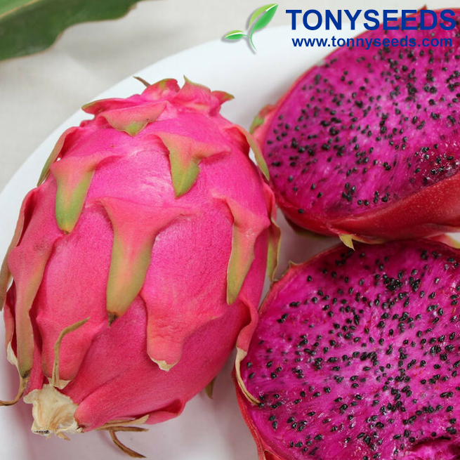 Rare Red Dragon Seeds Anti-aging Sweet Pitaya Organic Fruit