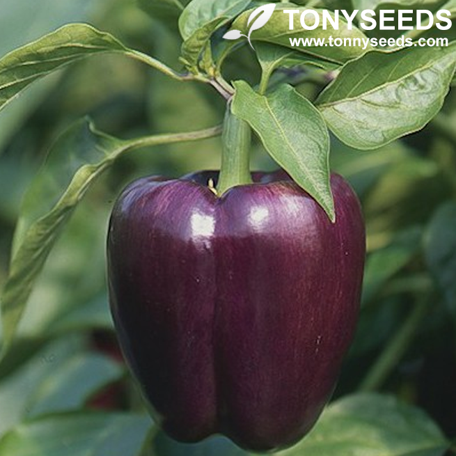Sweet Pepper Seeds Capsicum Annuum Purple Sweet Pepper