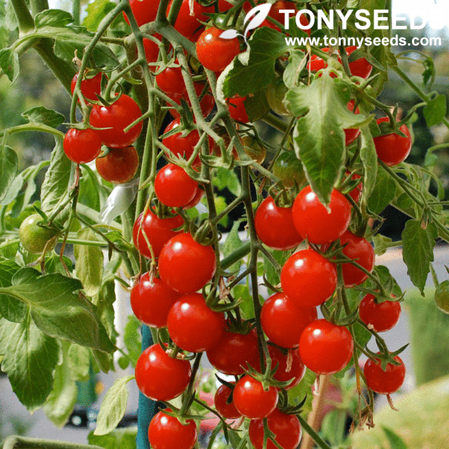Original Package 20 Tomato Seeds Lycopersicon Esculentum Red Pearl Tomatos